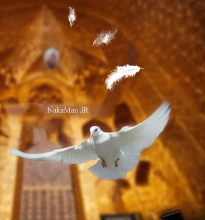 کبوتر-امام-رضا