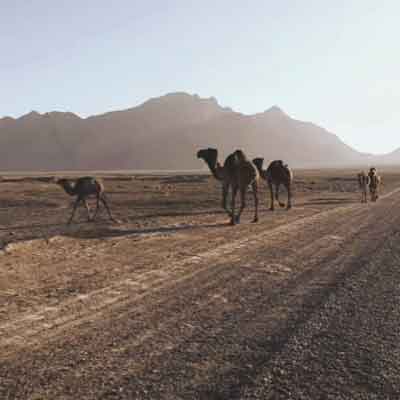 شتر از بار مینالد من از دل