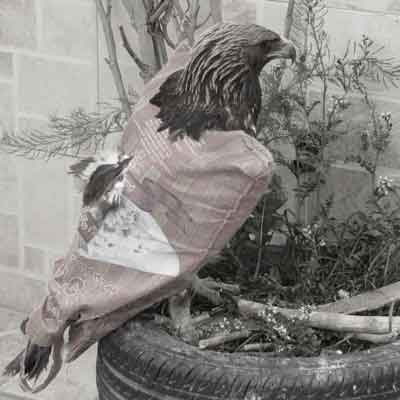 فلک تیم نزن بالم شکسته